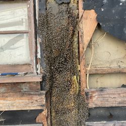 Bee Removal 