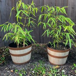 Thai Silk Bambusa Nana Clumping Bamboo