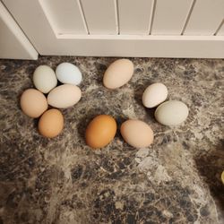 18 Eggs For$5