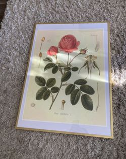 Framed Rose Art Print