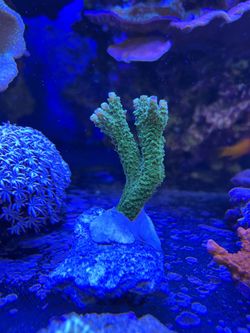 Fake coral green Slimer Acro