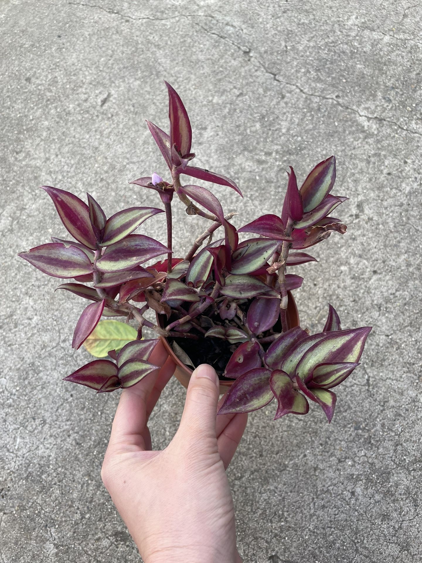 4in Pot Tradescantia Zebrina Plant