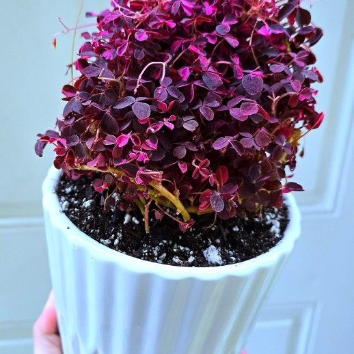 RARE!! Large Potted Oxalis Spiralis Ssp. Vulcanicola Aka Crazy Plum Oxalis 