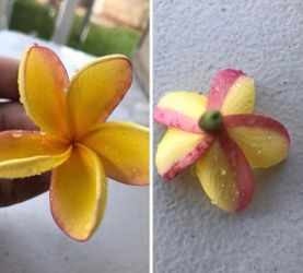 Plumeria Tree 7’ - 16 Tips NOID