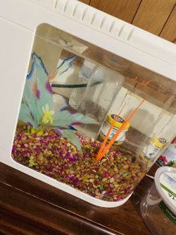 Fish tank, and fish, 2 bottles of food , cleaner for 20$