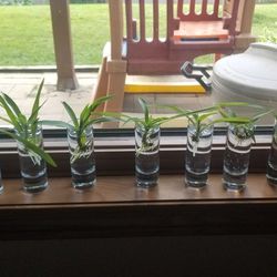 Spider Plant Babies 