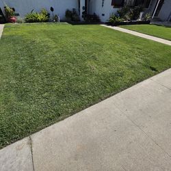 Grass Lawn Cuttings