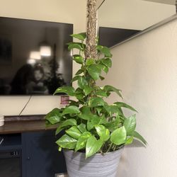 Large Golden Pothos