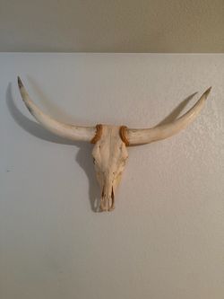 Longhorn Cattle Skull