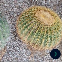 Esta Planta  No Nesecita Tanta Agua