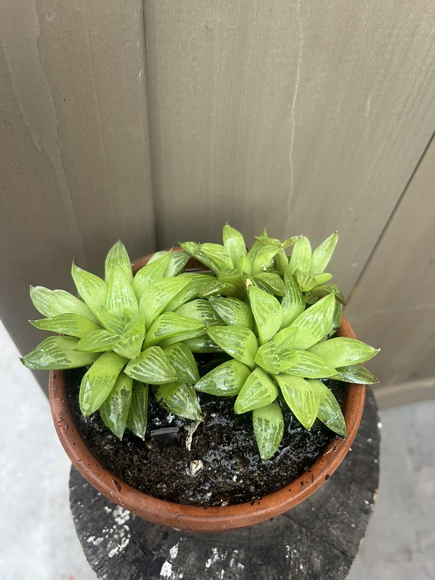 Star Cactus Haworthia