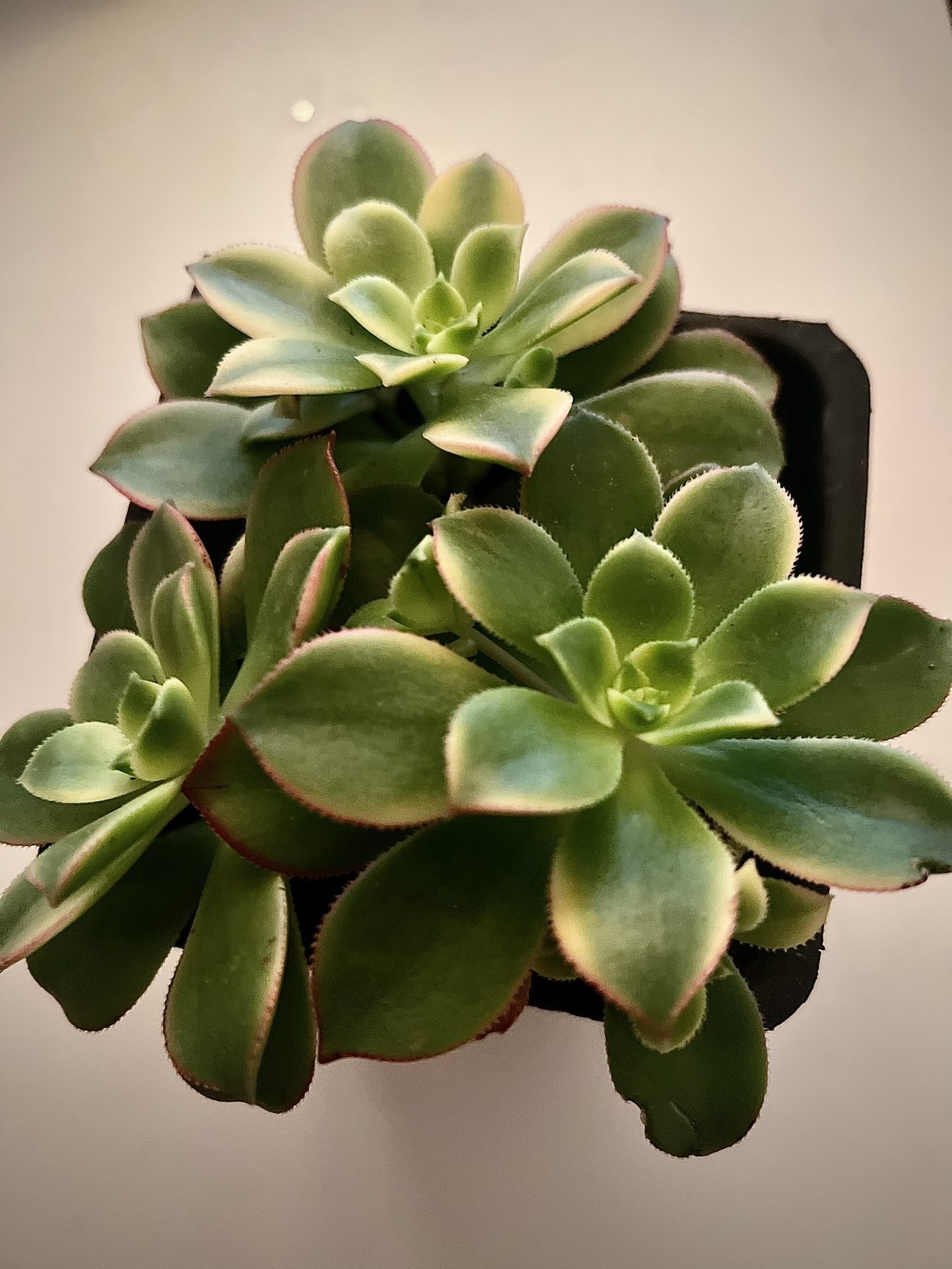 Succulents