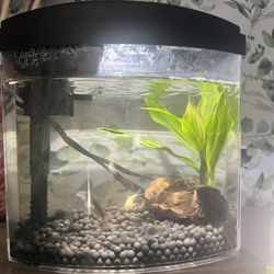 One Gallon Fish Tank