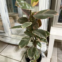 ❤️2 & Half Feet tall well Established Rubby Rubber tree in 7”pot❤️Pls read Description
