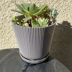 Succulents Plant 