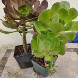 Green And Purple Succulent Plants In 4"