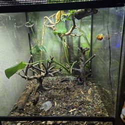 Crested Gecko And Plandted Bioactive Enclosure  