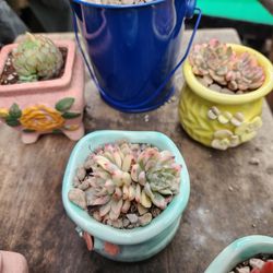 RARE KOREAN ECHEVERIA. Potted SKYLINE SUCCULENTS