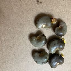 Cashews Seeds 