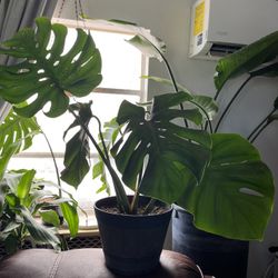 Monstera Deliciosa