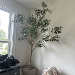 Fake, Tall, Beautiful Olive Tree