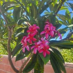 Plumeria Cuttings