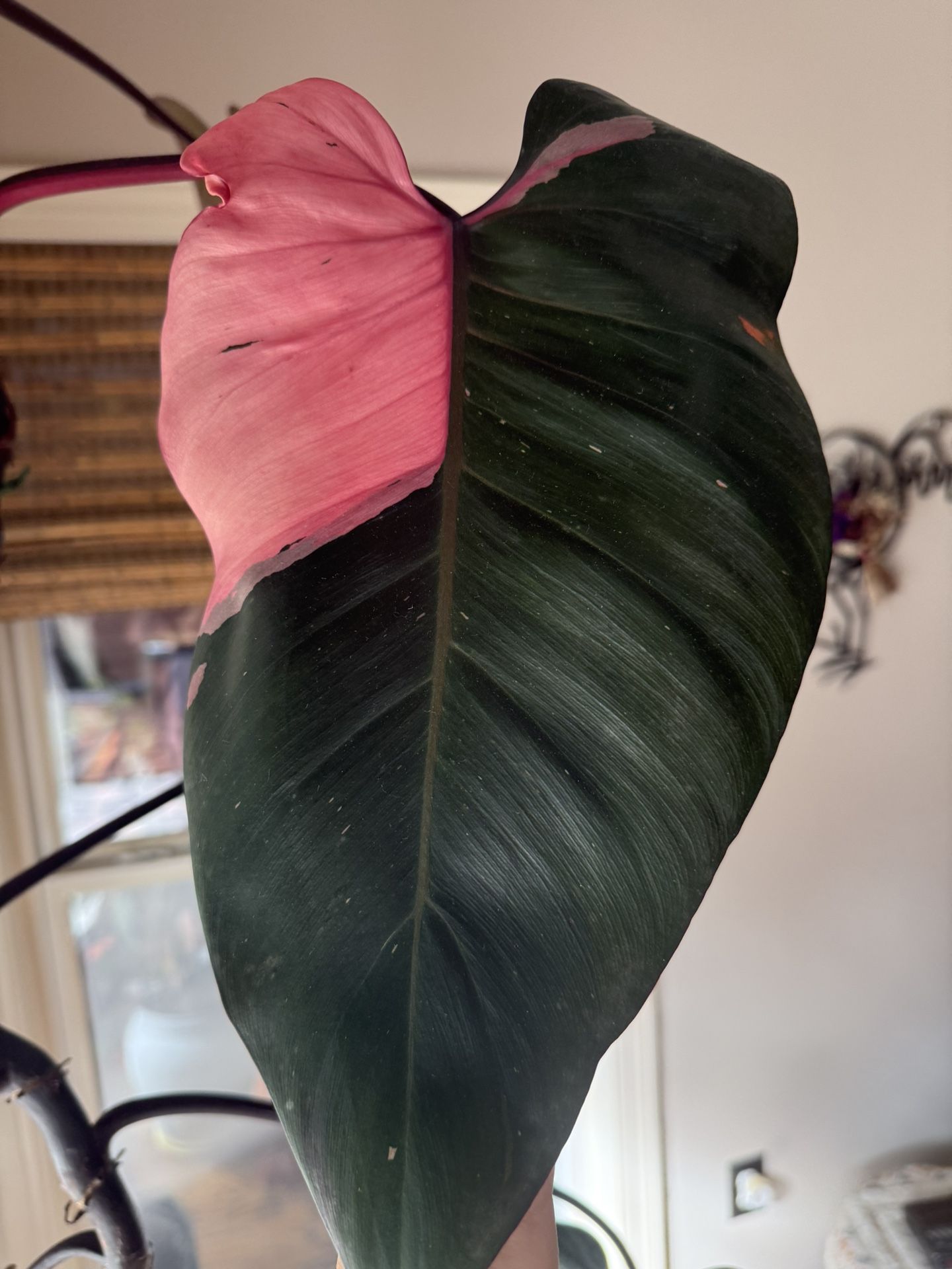 Philodendron Pink Princess Mother Plant Rare