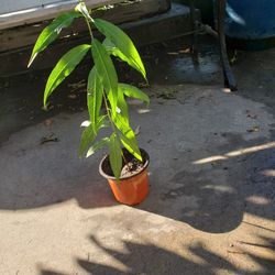 Alberta peach trees 2' tall