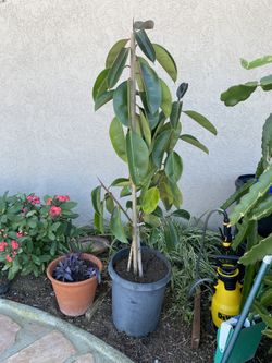 Rubber Tree 