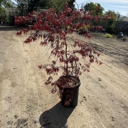 Crimson Queen Dwarf Japanese Maple Tree