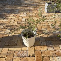 Olive Tree With Pot.  