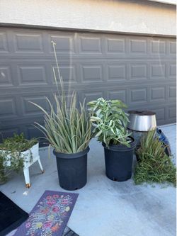 FREE Potted Plants - Aloe & Succulents