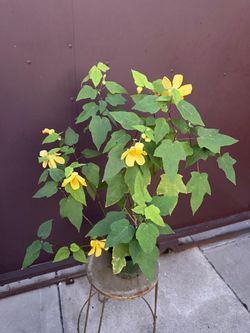6” chinese lantern