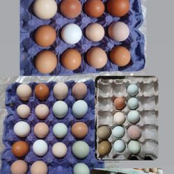 Farm Fresh 3ggs    Huevo Frescos Rancho Fertile Incubar