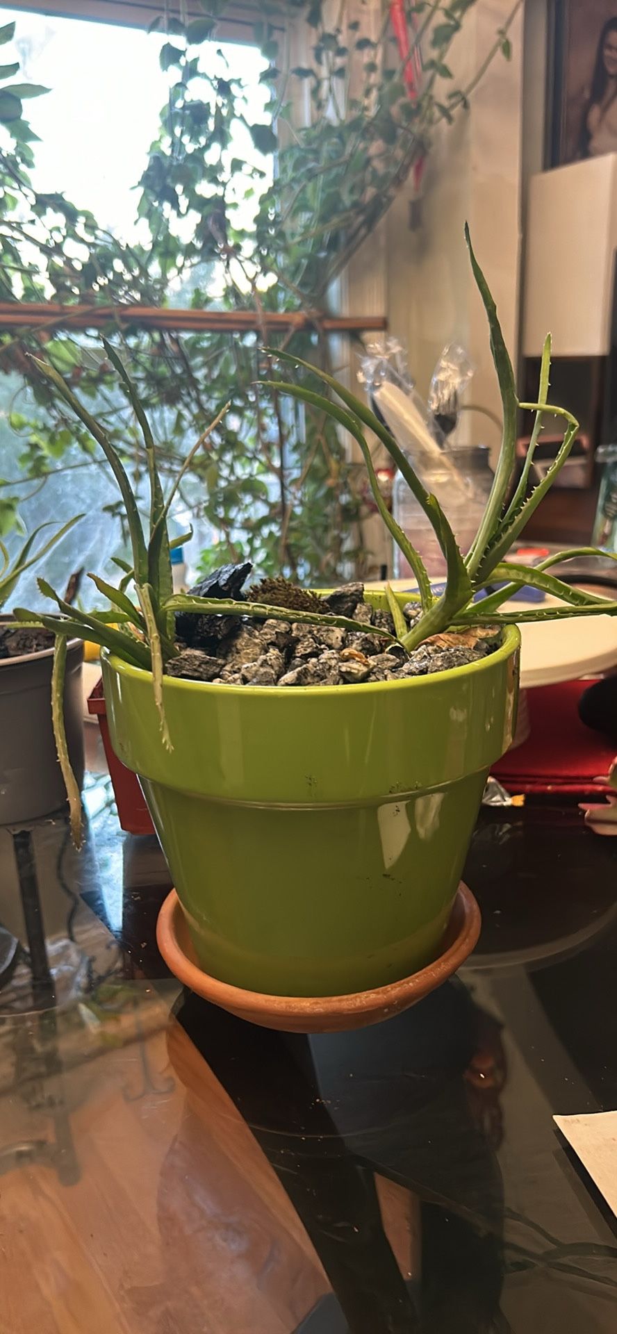 Aloe Vera