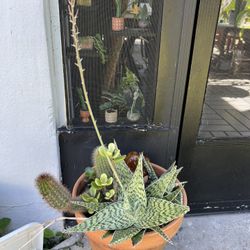 Succulent Plants For Sale