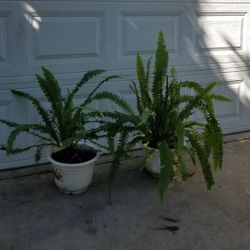 Plantas De Elechos. Fern Plants