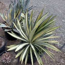 Beautiful agave