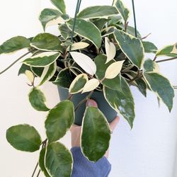 Hoya Carnosa Variegated Krimson Queen Plant 6" Pot - Indoor House Plants