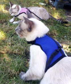 Harness with Leash For Small Pets