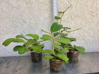 Hoya Kerrii Plants