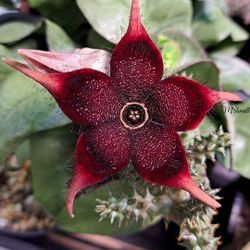 Stapelia 