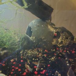 40 GL Live Aquarium With Animals/Shrimp 