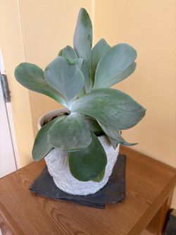 Live Succulent Plant in White Textured Pot
