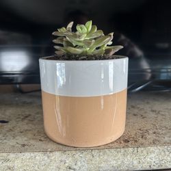 Cute Succulent In Pot