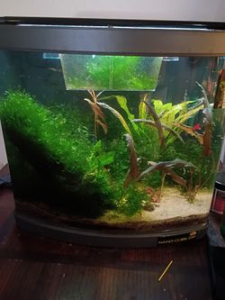 5 or 6 gallon JBJ aquarium