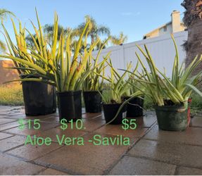 Savila Aloe Vera plants