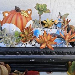 Succulents Arrangements III