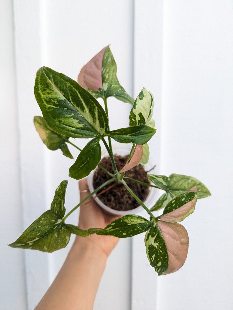 Collector's Plant: Syngonium Tricolor 4" Pot - Indoor House Plants 