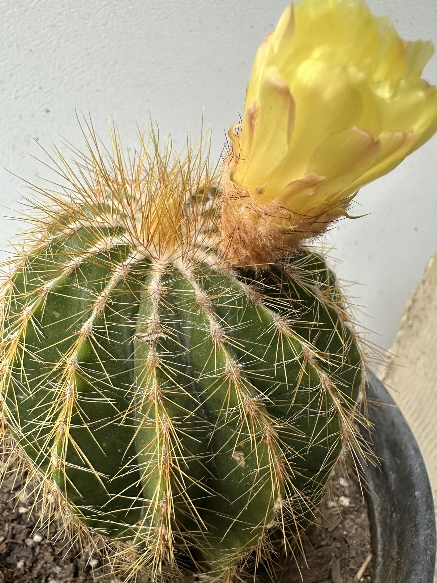 Cactus Amarillo